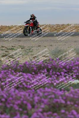 media/Jan-14-2023-SoCal Trackdays (Sat) [[497694156f]]/Turn 14 Exit Bloomig (145pm)/